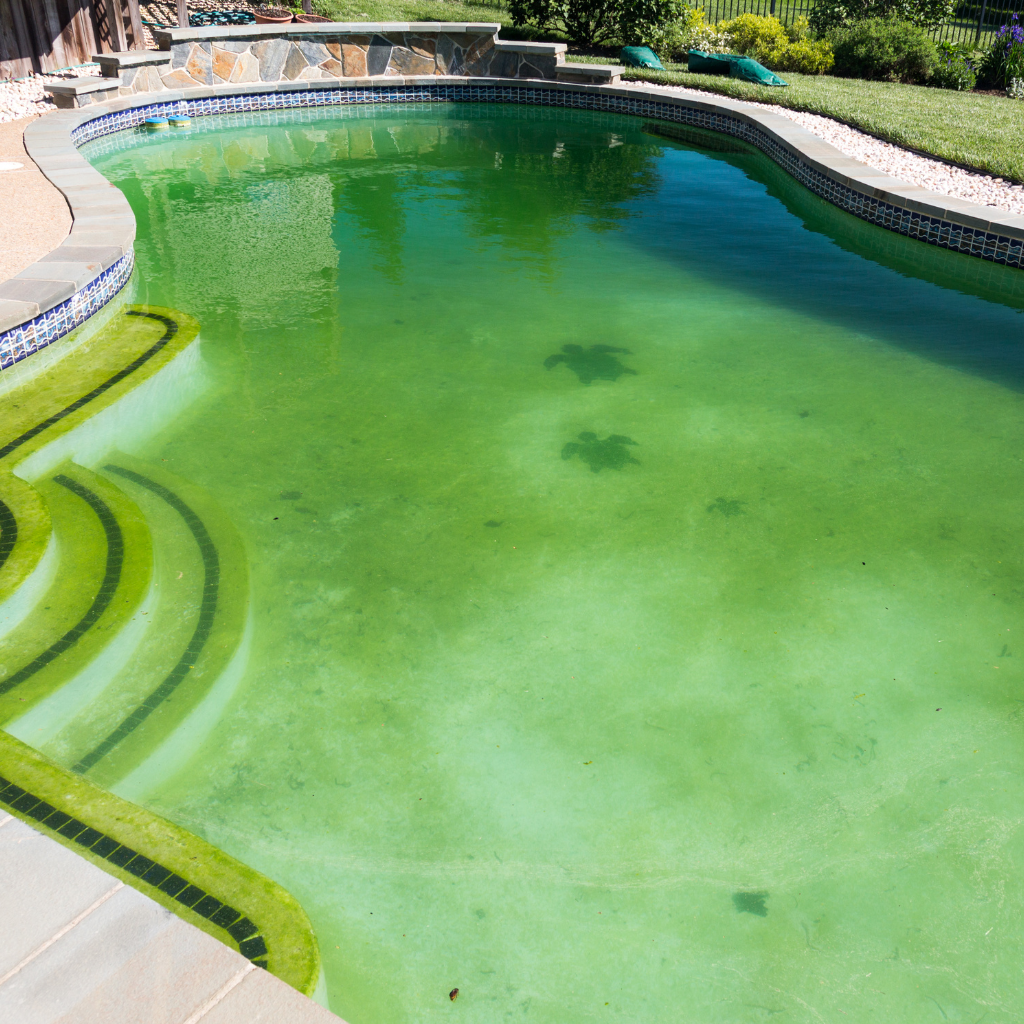 green pool cleaning